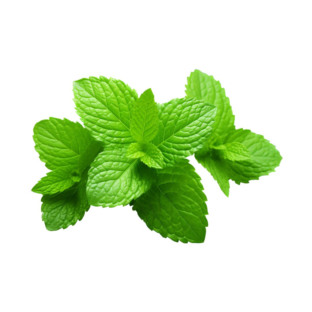 Produktovky Yerba Mate (12)